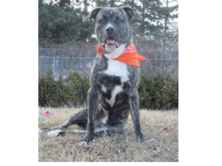 gray dog with orange bandana sitting in grass