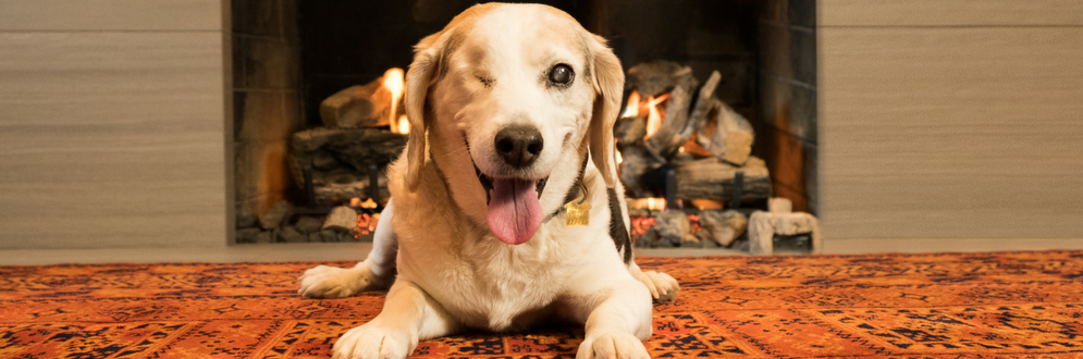 dog sitting in front of a fireplace
