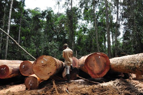 Man surrounded by large cut-down trees in forest.