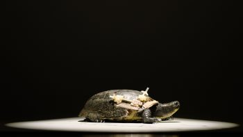 Planet In Focus – Fix and Release –Blanding's Turtle