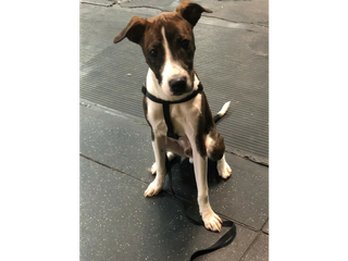 Jack Russel Terrier on leash looking at camera