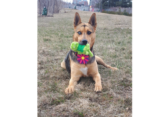 German shepherd sitting in grass with a toy in mouth