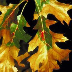 An infected oak leaf showing yellow/bronze discolouration