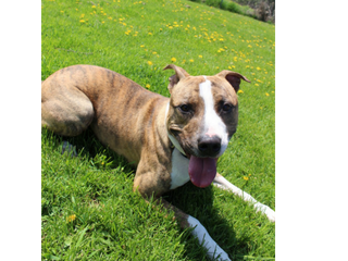 dog lying in grass with mouth open