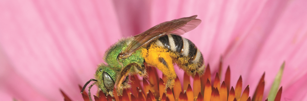 This bee has a brilliant bright green head and thorax combined with a black and yellow striped abdomen. This bee is shown collecting pollen from a flower.