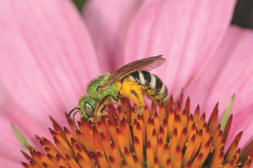 This bee has a brilliant bright green head and thorax combined with a black and yellow striped abdomen. This bee is shown collecting pollen from a flower.