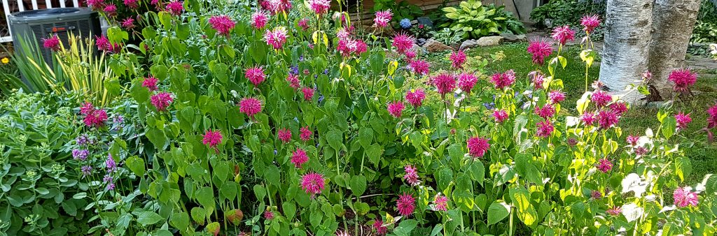 Tips To Create A Pollinator Friendly Garden City Of Toronto