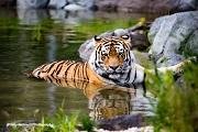 An Amur tiger lounges in a pond