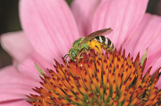 Toronto's official bee, the metallic green sweat bee, gathering pollen on a pink flower