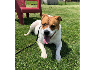 boxer mix in grass, looking up