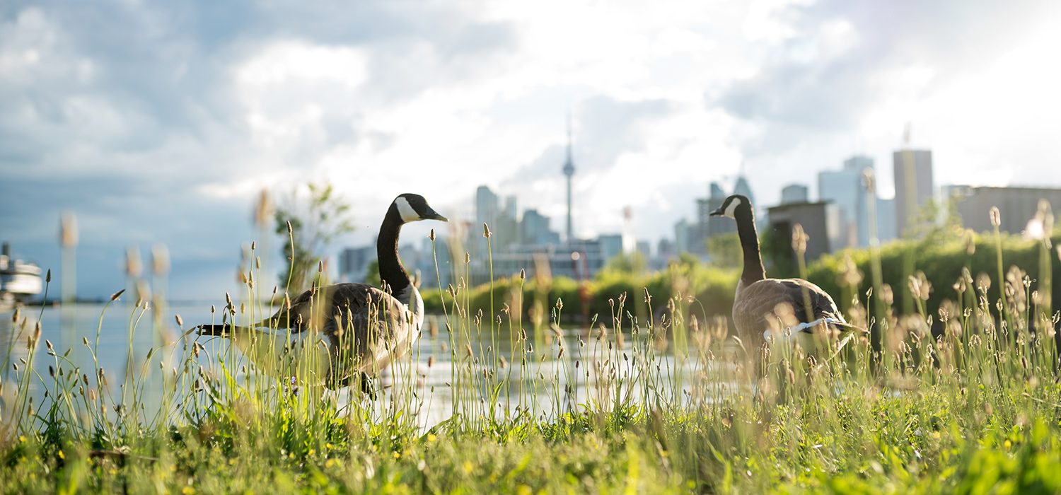 Snap and Share Photo Contest Youth Winner - Geese on the Horizon, taken at Polson Pier by Rocco Zoccoli