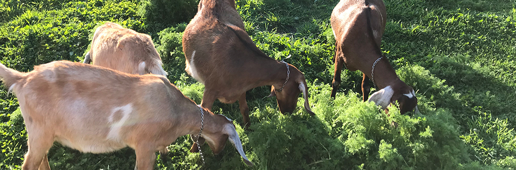 Goats enjoying some bright green grass