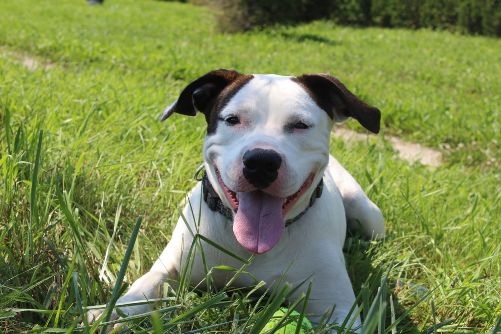 Adopt a Pet City of Toronto