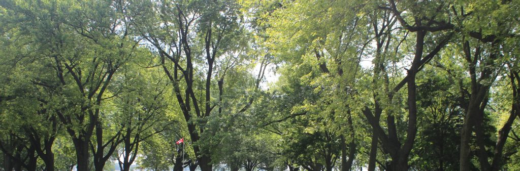 trees in Coronation Park with Canadian flag and waterfront in the distance