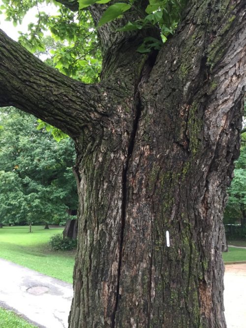 Tree by Valve House is split and requires removal