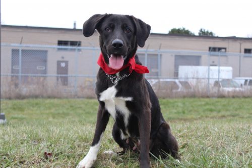 Black Lab/Siberian Husky sitting in grass