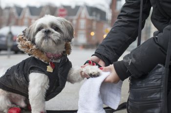 person wiping paws of a small white dog