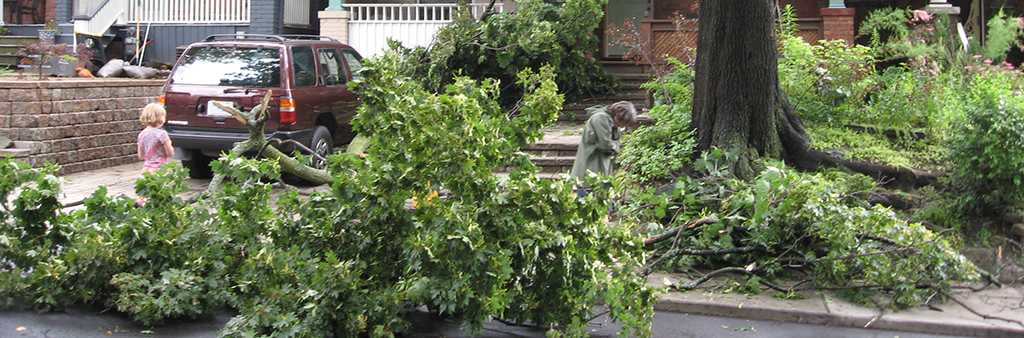 Fallen tree branches damaged by storm