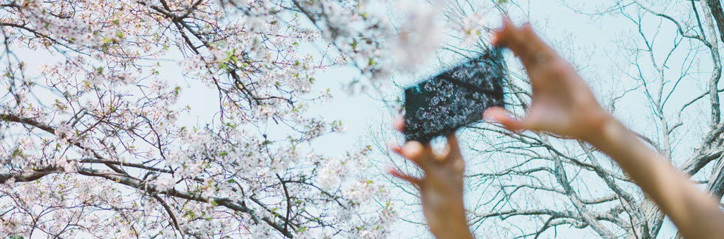 Hands holding a phone camera taking pictures of the blooming cherry trees