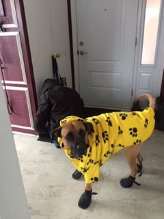 Second Chance Dog Rodger all dressed up for a walk in his new forever home