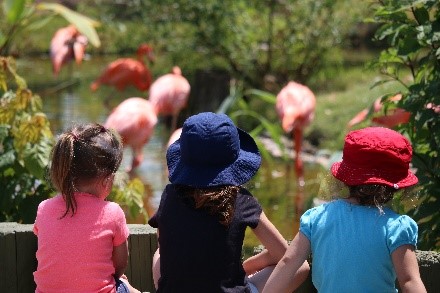 Children looking at flamingos