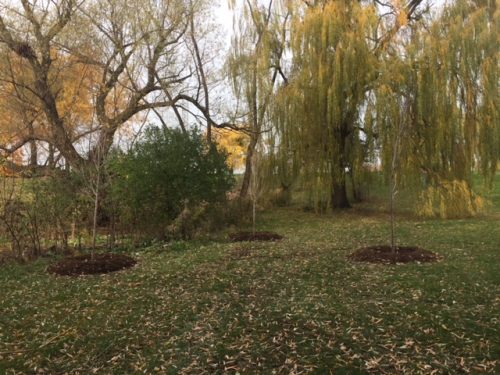 King Street trees replanted at Centennial Park