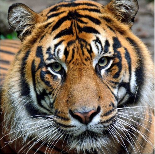 Image info: Harimau Kayu - Sumatran Tiger, Tiger Day. closeup of tiger's head, looking into camera