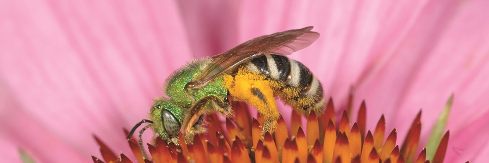Toronto's official bee, the Bicoloured Agapostemon, gathering pollen on a flower