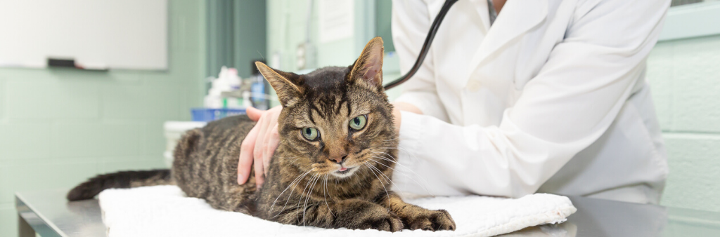 Photo of a brown tabby cat being cared for in a clinic.