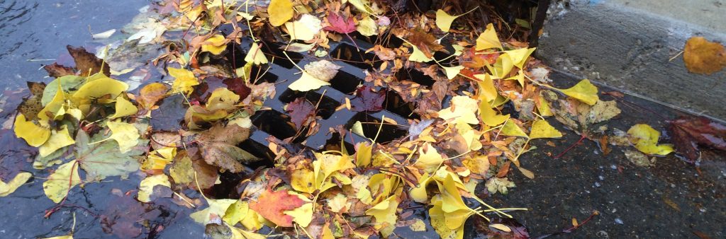 Yellow leaves piling overtop a catchbasin during the autumn season.