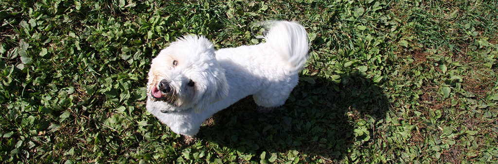 A white dog looks up at the camera.