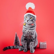 Photo of grey tabby cat wearing a holiday hat and standing by a small Christmas tree and gift.