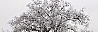 Historic oak tree in winter located at 76 Coral Gable Dr.