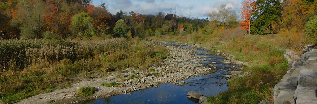 A creek runs through a wooded area