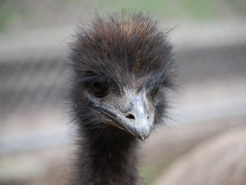 A close-up of an emu's head