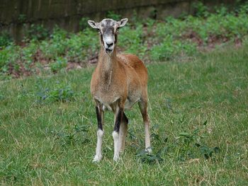 A mouflon sheep stands on grass, facing the camera. 