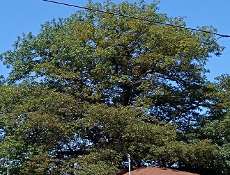 Oak tree in the summer season with lush green leaves.