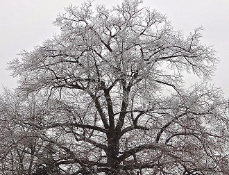 Oak tree in the winter season.