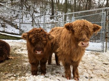 Marigold and her sister, Hazel. 