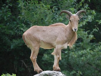 A barbary sheep stands on a rock and looks at the camera. 