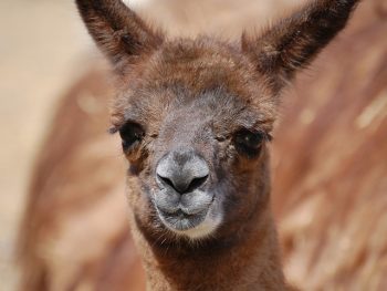 A close-up of a llama. 