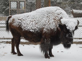 A bison stands with snow on its back and head.