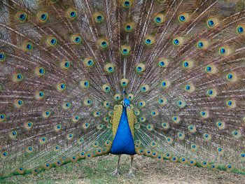 A male peacock shows of his feathers. 