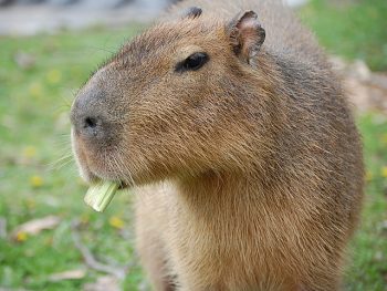 A cabybara munches on a stalk of celery.