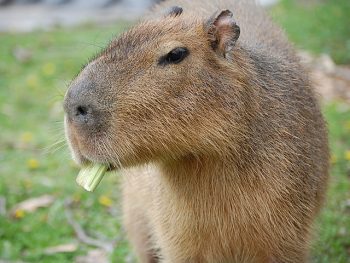 Capybara at Buffalo zoo : r/capybara