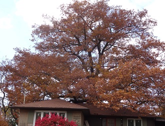 Oak tree in the fall season with bright red leaves.