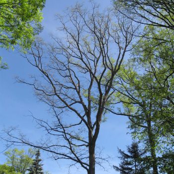 The top branches of an oak tree, completely stripped of all leaves