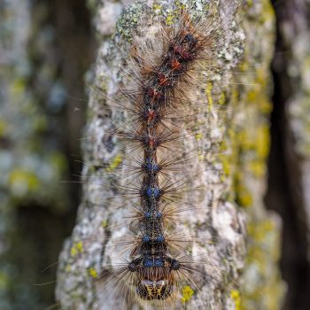 An emaciated EGM caterpillar. 