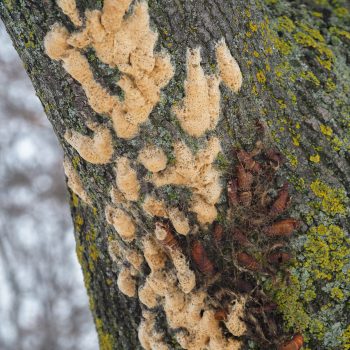 Clumps of egg masses on a tree.