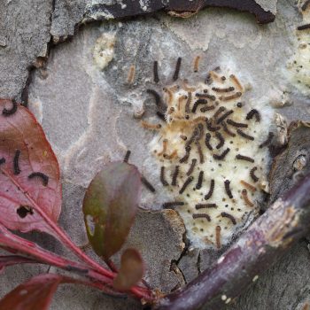 Small caterpillars, newly hatched, on a tree.